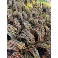 Hoa tử đằng  (cây chuẩn giá tốt dài 3 mét )