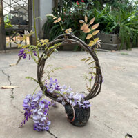 Hoa tử đằng - cây tử đằng cuộn dài 2m sẵn hoa cực thơm thích hợp trồng làm giàn leo