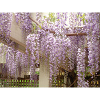 Hoa tử đằng dùng trang trí bó 12 cành dài 1m10 ,hoa giả rủ tử đằng dây leo làm decore ,hoa nhân tạo