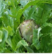 Hoa Tươi Atisô Hữu Cơ LArti’s Farm Đà Lạt