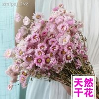 hoa tươi khô nhỏ tự nhiên chim rhodans sấy trang trí nhà trong Gió Bó thật