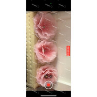 Hoa voan khổng lồ[Đầu hoa voan khổng lồ có đèn] màu hồng loang như ảnh (25 cánh)