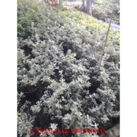 hoakiểngThiênQuốc - Cây bạch tuyết mai - tặng phân tăng trưởng