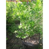 hoakiểngThiênQuốc - Cây si rô chậu 9 - tặng phân tăng trưởng