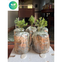 Hoàng Đàn Tuyết Lạng Sơn 10-15cm