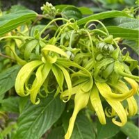 Hoàng Lan Hương Nước Hoa – Cây Dầu Thơm Tự Nhiên Đáng Sở Hữu