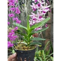 Hoàng Nhạn buôn Đôn tháng 8, hoa thơm lâu tàn