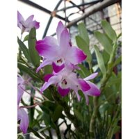 HOÀNG THẢO CÁNH GÀ CÂY TRƯỞNG THÀNH (TO, KHỎE, THƠM)