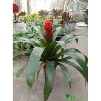 (HỏaTốc) Cây Phong Lộc Hoa Trang Trí Tết Cao khoảng 40cm trở lên