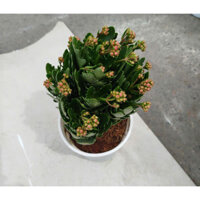 (HỏaTốc) Cây sống đời Thái (hàng đẹp)