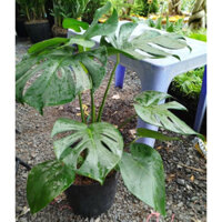 (hỏatốc) Cây Trầu Bà Lá Xẻ ( Monterra) hàng đẹp cao 60cm