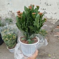 (HỏaTốc) Chậu Cây Sống Đời ( hàng đẹp) đủ màu ạ