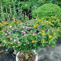 [HỏaTốc] Chậu Cây Trâm Ổi Lớn ( cây hoa ngũ sắc ) hàng đẹp