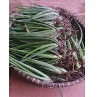 hơn 50 cây giống nha đam mỹ bẹ to