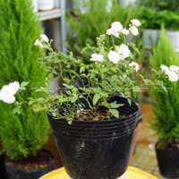 Hồng Bạch Trà - Nở Hoa Quanh Năm - Jun Garden