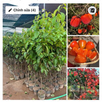 HỒNG ĐỎ CÂY CHOAI ( cao 1m4-1m8  )