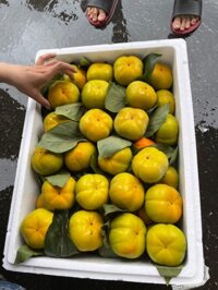 Hồng mật, nho kẹo