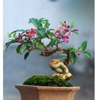 Hồng Ngọc Mai bonsai mini