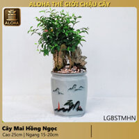 HỒNG NGỌC MAI trồng trong chậu bonsai, cây để bàn, cây phong thủy, cây làm quà tặng