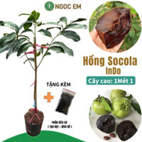 Hồng socola indo nhập khẩu loại lớn - cao 1 mét( nhánh xum xê)