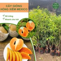 Hồng xiêm Mexico, sapoche Mexico,