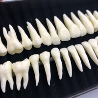 Hộp 28 Mô Hình Răng Nhựa resin Độc Đáo