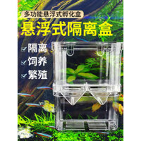 Hộp ấp cá bảy màu, hộp nhân giống cá betta, cá con, cá nhiệt đới, cá con nhỏ, lớn và nhỏ, phòng sin