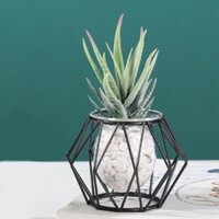 Hộp Đựng Thủy Canh Khung Kim Loại Ống Kiểm Tra Trang Trí Nhà Cửa Cho Hoa Thủy Tinh Dụng Cụ Bảo Quản Sắt Đa Năng Mini Terrarium Bình