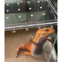 Hộp nuôi bò sát côn trùng - Chuồng nuôi hamter bằng mica