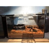 Hộp nuôi nhện, Tank nuôi nhện (15x10x10)