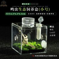 Hộp sinh thái bọ cánh cứng trong suốt cao Hộp bọ cánh cứng Dầu bầu Cánh cứng Nhảy nhện Tre bọ ngựa Hộp côn trùng clz3.21