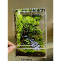 Hộp terrarium, terrarium mini, hộp nuôi isopod, đa giác terrarium