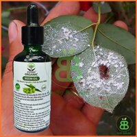 (Hot)  Dầu Neem Nguyên Chất Trị Côn Trùng Sâu Bệnh 100ml cực tốt.