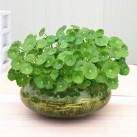 [HOT HIT] Bình thủy tinh, bát, sen, tiền đồng, chậu hoa thủy tiên, hoa thủy canh, cây xanh trồng t