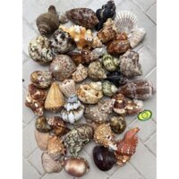 [HOT - SALE] VỎ ỐC BIỂN TUYỆT ĐẸP - Bán theo kg