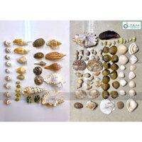 Hủ nhựa nhiều kiểu vỏ ốc biển ĐK2-10cm 470-500gr VOOC-08_TAN