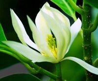 HƯƠNG CHAMPACA (HOA HOÀNG NGỌC LAN)