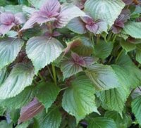 Hydrosol Tía tô - Nước cất Tía Tô 1 lít giá sỉ