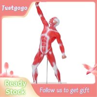 Justgogo 1/4 Life Size - Human Muscle Model – 20 Mini Figure Muscular System