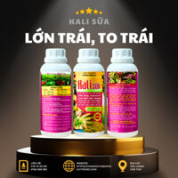 Kali sữa chuyên dưỡng trái - to trái - to hạt