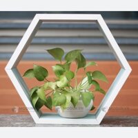 Kệ AKK-006 - Kệ Trang Trí Treo Tường Lục Giác, Kệ Gỗ Công Nghiệp MDF Không Cong Vênh (343mm)- Nhiều màu sắc, kích cỡ