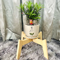 Kê chậu gỗ, Kệ gỗ để chậu hoa ,chân gỗ để chậu cây ,đôn gỗ đựng chậu cây trong nhà, đôn gỗ để chậu cây