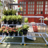 Kệ sắt v lỗ bậc thang CÓ BÁNH XE,Nhiều kích thước lựa chọn ,kệ để hàng ,kệ trồng cây cảnh...