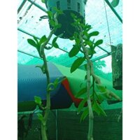 KEIKI PRO MỸ hàng nhâp khẩu usa nguyên sezi 15ML (siêu phẩm kích chồi) nhập khẩu-  chuyên dụng.