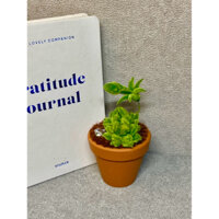 Kẽm Nhung Sen đá Xanh