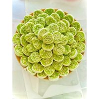 Kẹo Dừa Dứa Non Lá Dứa - Túi 1kg - Đặc Sản Bến Tre - Bánh kẹo Tết [Tết] [ăn là ngon]