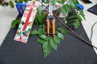 Kéo Thu Hoạch Saboten Nhật Bản AG-10