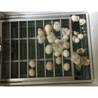 Khay Đảo Trứng Tự Động 112 trứng - khay nhôm -đảo lăn