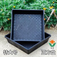 Khay gieo hạt dày 10cm, hộp gieo hạt, khay gieo hạt mọng nước, khay trồng cây, khay trồng mầm