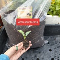 KHAY TRỒNG RAU CỞ LỚN (1 Cái) Thông Minh 65*42*16 CM  Và 1 bao đất mùn 20dm3 về trồng ngay